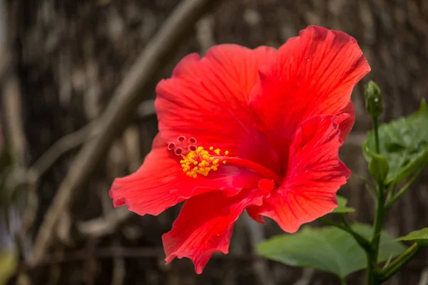 Κοντινό πλάνο του κόκκινου Hibiscus rosa-sinensis — Φωτογραφία Αρχείου