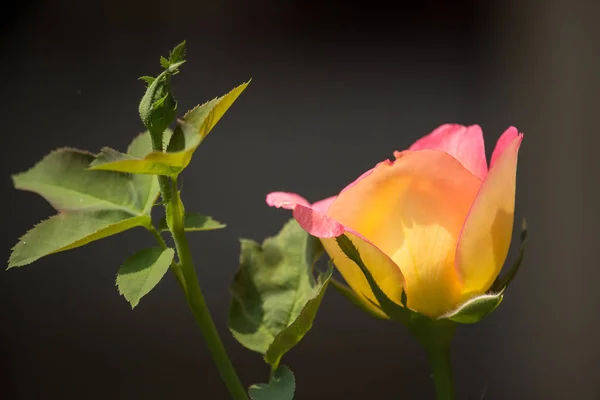 Amarelo rosa flor — Fotografia de Stock