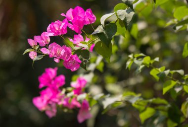 pembe Begonviller çiçek