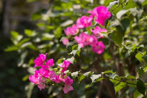 Pink  Bougainvillea flower — Stock Photo, Image