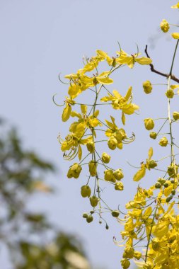 Küçük Sarı Çiçek veya Cassia fistül çiçeği