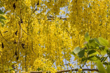 Küçük Sarı Çiçek veya Cassia fistül çiçeği