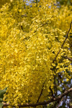 Küçük Sarı Çiçek veya Cassia fistül çiçeği