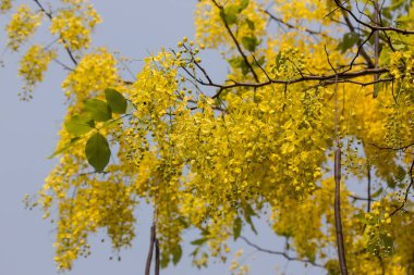 Küçük Sarı Çiçek veya Cassia fistül çiçeği