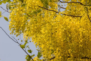 Küçük Sarı Çiçek veya Cassia fistül çiçeği