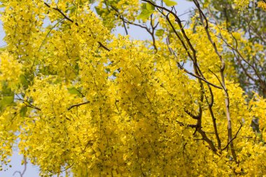 Küçük Sarı Çiçek veya Cassia fistül çiçeği