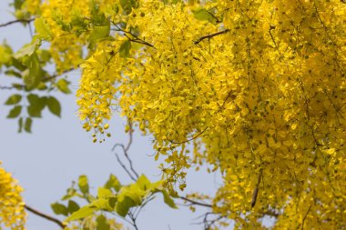 Küçük Sarı Çiçek veya Cassia fistül çiçeği