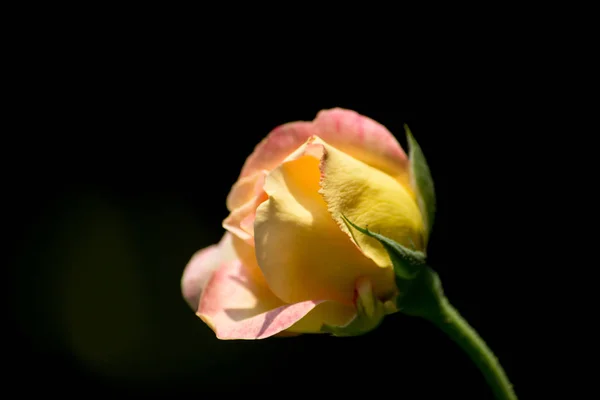 Żółty kwiat róży — Zdjęcie stockowe