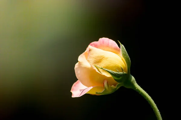 Amarelo rosa flor — Fotografia de Stock