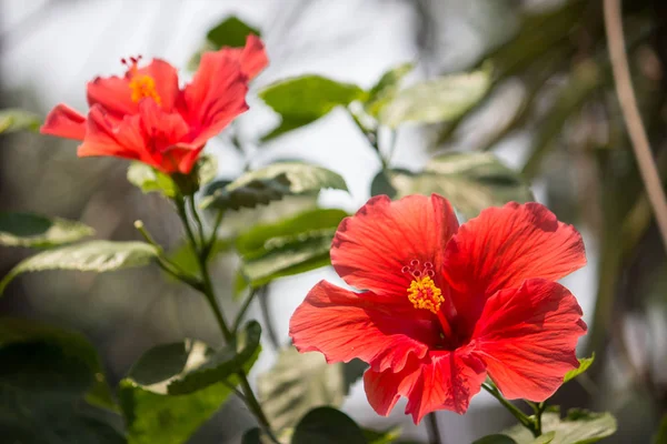 Primer plano de Hibiscus rosa-sinensis rojo —  Fotos de Stock