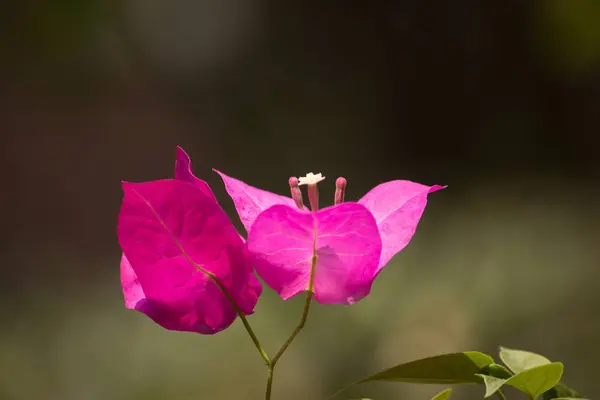 Ροζ μπουκαμβίλιες λουλούδι — Φωτογραφία Αρχείου