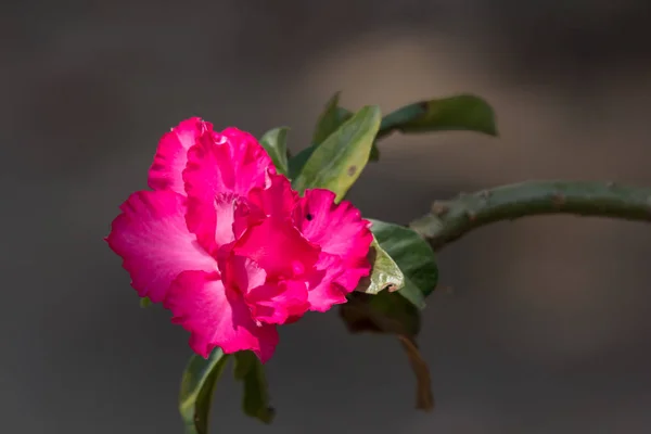 Pink Desert rose flowers — Stock Photo, Image