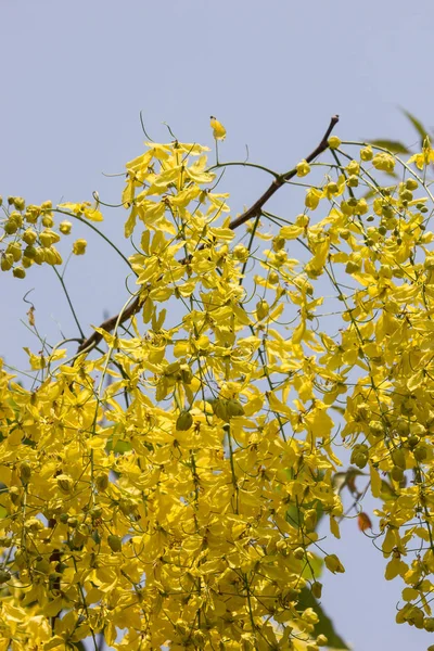 Маленький жёлтый цветок или фистула касии — стоковое фото