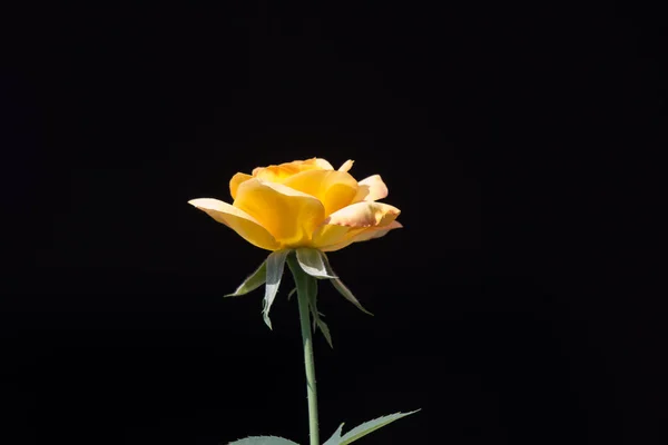 Amarelo rosa flor — Fotografia de Stock