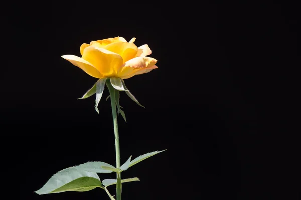 Rosa amarilla flor — Foto de Stock