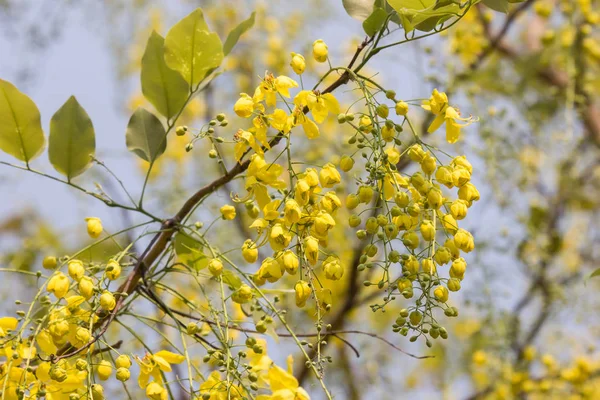 Маленький жёлтый цветок или фистула касии — стоковое фото