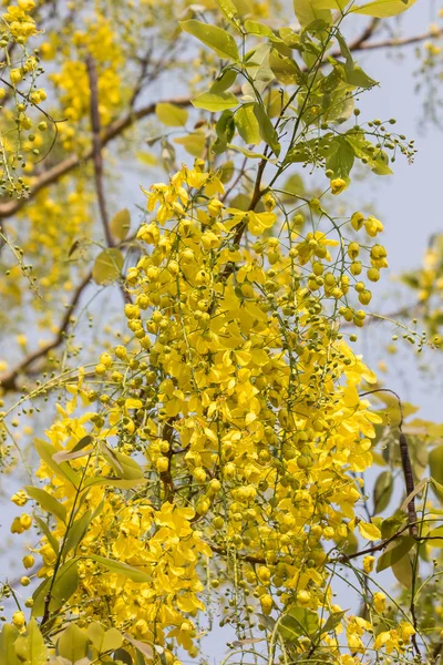 Kleine gelbe Blume oder Cassia-Fistelblüte — Stockfoto