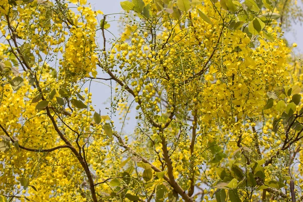 Μικρό κίτρινο λουλούδι ή Cassia λουλούδι συρίγγων — Φωτογραφία Αρχείου