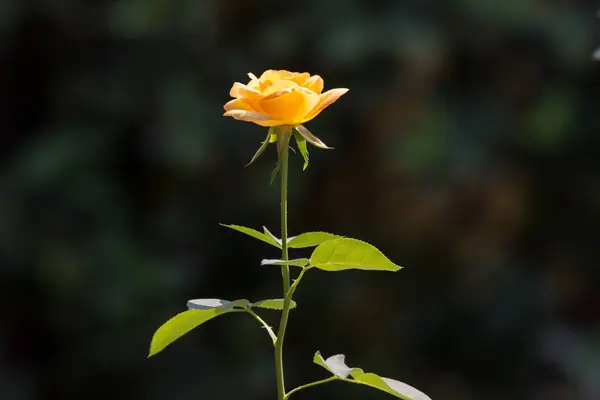 Rosa amarilla flor — Foto de Stock