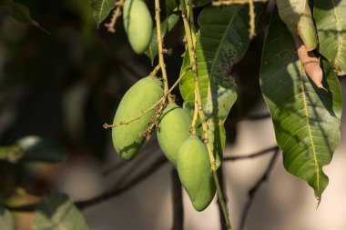 Yeşil mango meyvesi ve yeşil yaprak.
