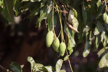 Yeşil mango meyvesi ve yeşil yaprak.