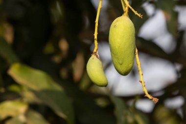 Yeşil mango meyvesi ve yeşil yaprak.