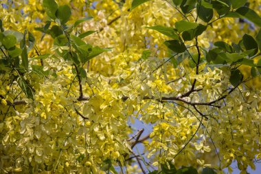Küçük Sarı Çiçek veya Cassia fistül çiçeği
