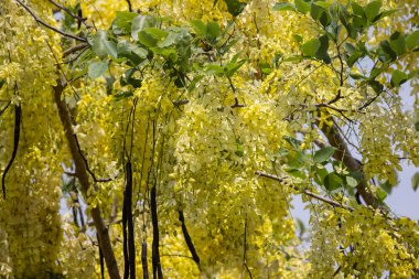 Küçük Sarı Çiçek veya Cassia fistül çiçeği