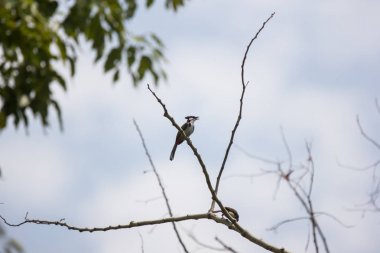 Ağaçta oturan bir kuş 