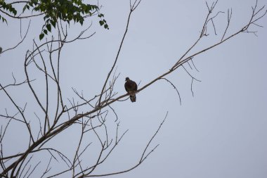 Ağaçta oturan bir kuş 