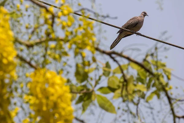 背景のための茶色の鳩と黄色の花 — ストック写真