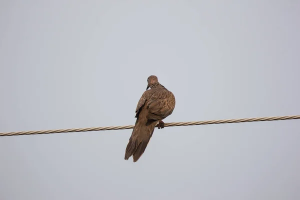 電線に座っている茶色の鳩 — ストック写真