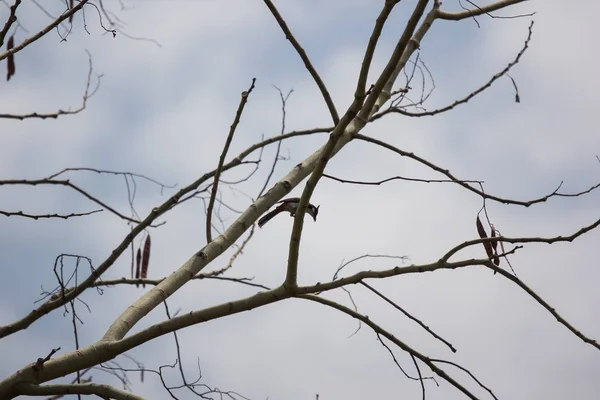 木の上に座っている一羽の鳥 — ストック写真