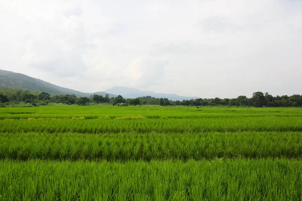 bulutlu günde yeşil pirinç fieild ve moutain