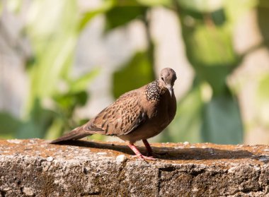 Kahverengi Güvercin ev duvarında oturan
