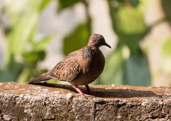 家の壁に座っている茶色の鳩 — ストック写真