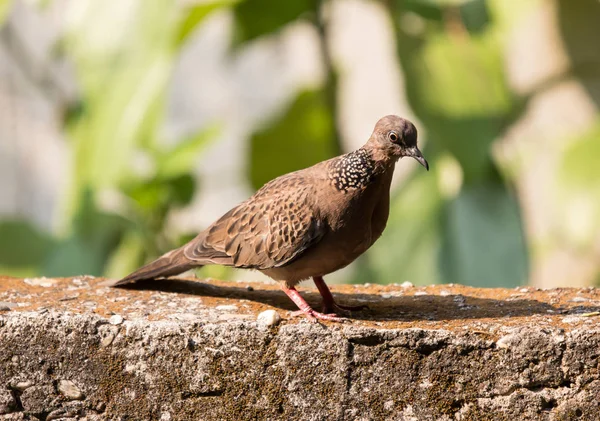 家の壁に座っている茶色の鳩 — ストック写真