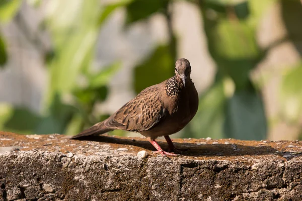 家の壁に座っている茶色の鳩 — ストック写真