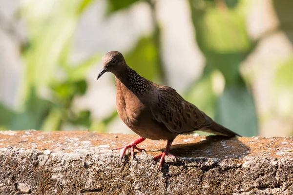 家の壁に座っている茶色の鳩 — ストック写真