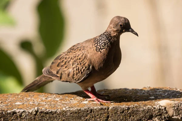 家の壁に座っている茶色の鳩 — ストック写真