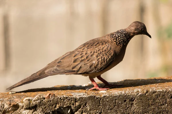 Brown Pigeon sitting on house wall — Stock Photo, Image
