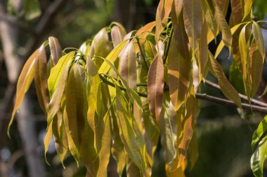 Yeşil Mango meyvesinin taze yaprağı 