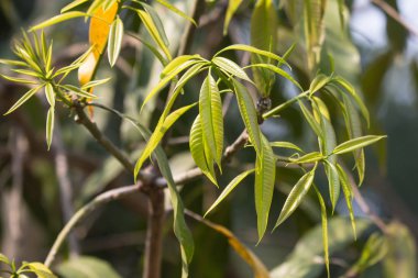Yeşil Mango meyvesinin taze yaprağı 