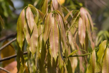 Yeşil Mango meyvesinin taze yaprağı 