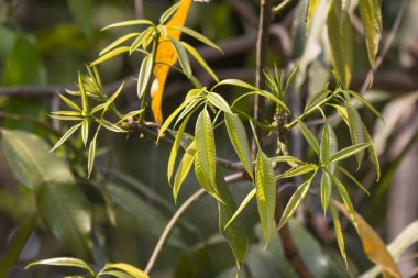 Yeşil Mango meyvesinin taze yaprağı 