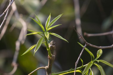 Yeşil Mango meyvesinin taze yaprağı 