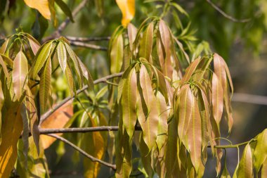 Yeşil Mango meyvesinin taze yaprağı 