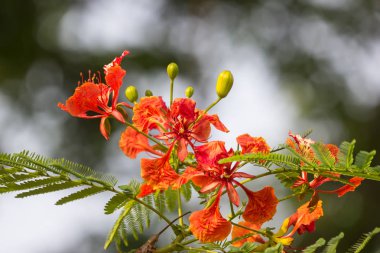 Kırmızı Flamboyant çiçek 