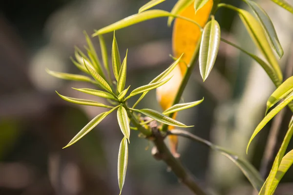 Молодой лист плода зеленого манго — стоковое фото