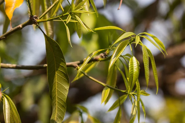 Νεαρό φύλλο πράσινου φρούτου μάνγκο — Φωτογραφία Αρχείου